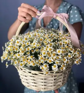 Корзина из полевых ромашек